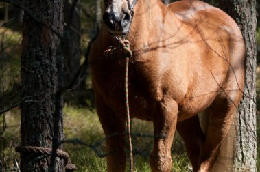 Solar Systo Togathering 2012