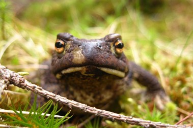 Systo Palty Togathering 2010